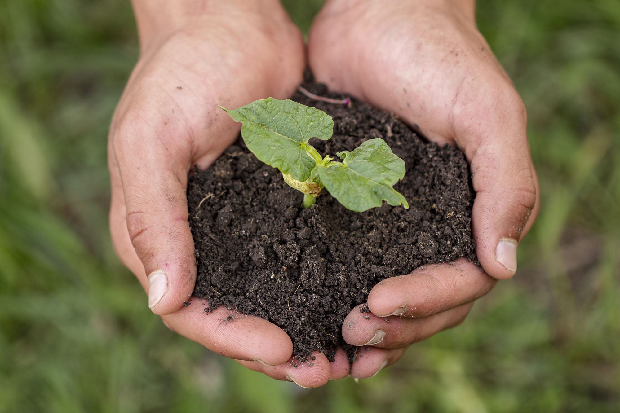 hands holding soil with organic plant